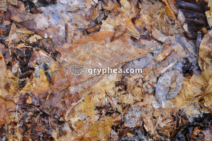 Feuilles et mycéliums (zone 3) - gryphea.com